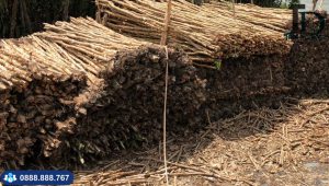 Móng cừ tràm xây được nhà mấy tầng